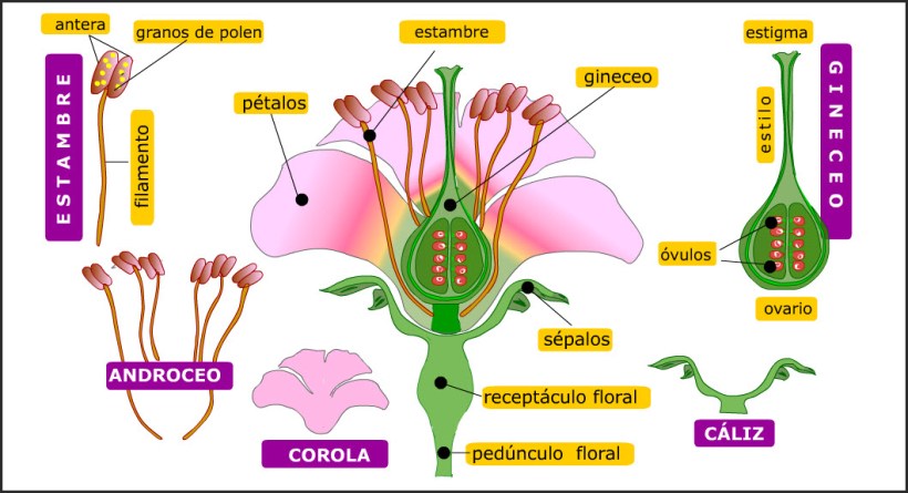 estructura-de-la-flor