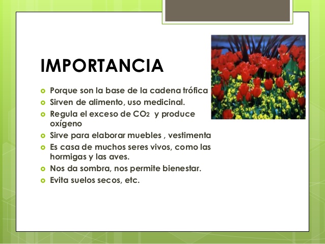 reino-plantae-3-638-1