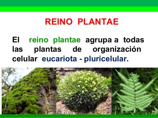reino-plantae-3-638